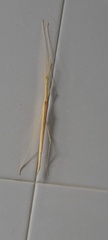 Sipyloidea