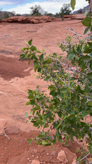 Fraxinus anomala