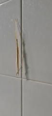 Sipyloidea