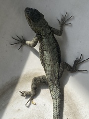 Sceloporus