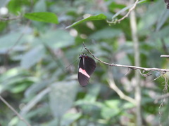 Heliconius erato hydara