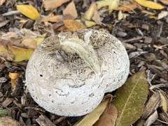 Agaricus bitorquis