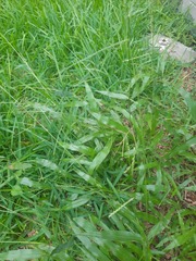 Paspalum langei