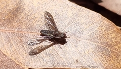 Aleucosia