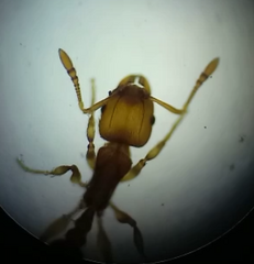 Wasmannia auropunctata