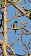 Psilopogon haemacephalus indicus