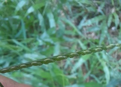 Paspalum langei
