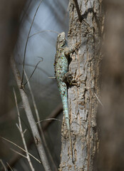 Sceloporus clarkii