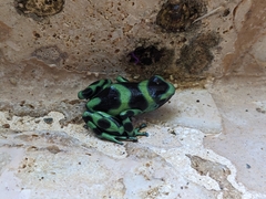 Dendrobates auratus