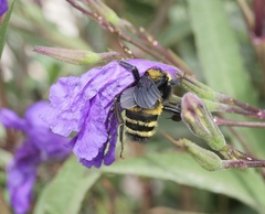 Bombus sonorus