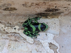 Dendrobates auratus