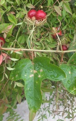 Passiflora ciliata
