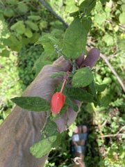 Malvaviscus arboreus