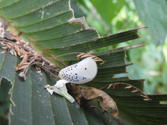 Poekilloptera phalaenoides