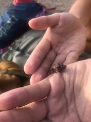 Coenobita compressus