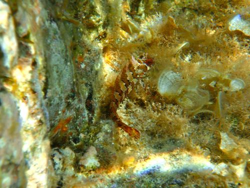 Parablennius gattorugine
