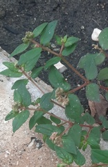 Euphorbia ophthalmica