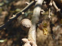 Burnettweldia washingtonensis