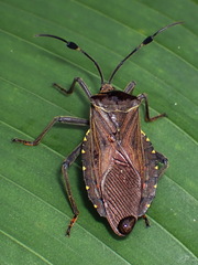 Pachylis laticornis