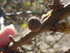 Burnettweldia washingtonensis