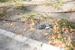 Columba livia domestica