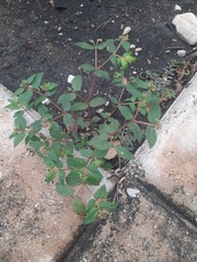 Euphorbia ophthalmica