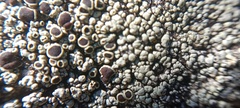 Xanthoparmelia conspersa