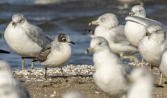 Leucophaeus pipixcan