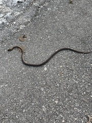 Mastigodryas melanolomus