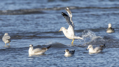 Leucophaeus pipixcan