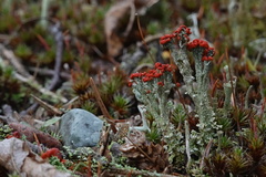 Cladonia floerkeana
