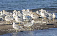 Leucophaeus pipixcan