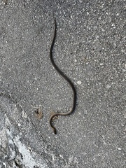 Mastigodryas melanolomus