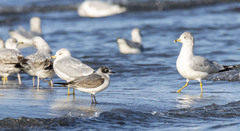 Leucophaeus pipixcan