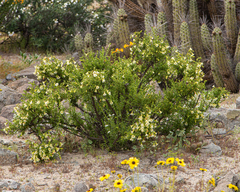 Lycium bridgesii