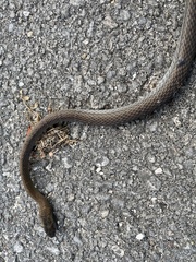 Mastigodryas melanolomus