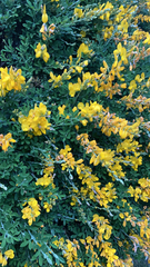Genista monspessulana