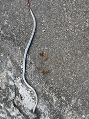 Mastigodryas melanolomus