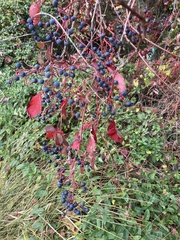 Parthenocissus quinquefolia