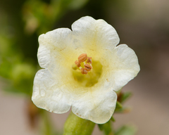 Lycium bridgesii