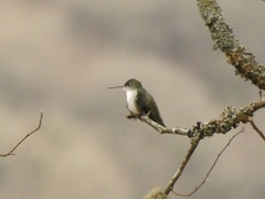 Elliotomyia chionogaster