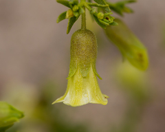 Lycium bridgesii