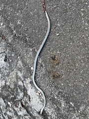 Mastigodryas melanolomus