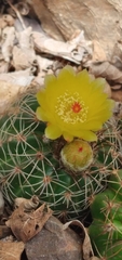 Parodia carambeiensis