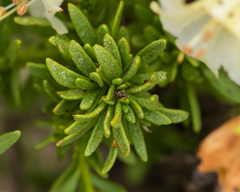 Lycium bridgesii
