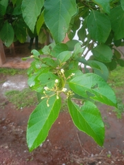 Cordia salvadorensis