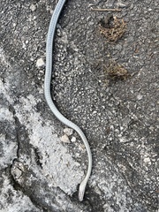 Mastigodryas melanolomus