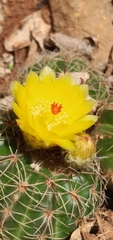 Parodia carambeiensis