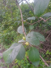 Cordia salvadorensis