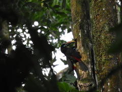 Pteroglossus castanotis